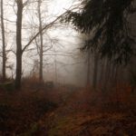 Nebelstimmung auf den obersten Bachmetern Nebelstimmung auf den obersten Bachmetern