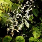 Könnte man glatt für Edelweiß halten