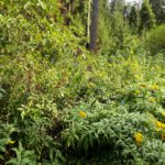 Holunder und Goldrute