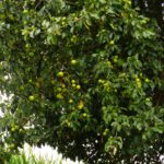 Viele kleine aber sicher leckere Äpfel