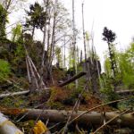 Die Aufräumarbeiten werden der Natur überlassen Die Aufräumarbeiten werden der Natur überlassen