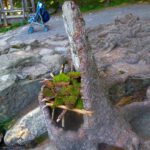 Thron für Tina und Gina Thron für Tina und Gina