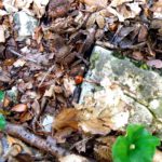 Ladybird, zu deutsch Marienkäfer