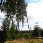 Anlehnungsbedürftig Anlehnungsbedürftig