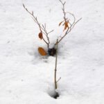 Erste Triebe kämpfen sich nach oben