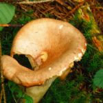 Leider schon zerfressen