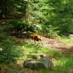 Coco in ihrem Element