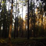 Kein Lichtspiel, sondern herbstliche Lärchennadeln