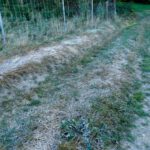 Rauhreif im Schatten