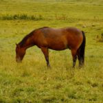 Neue Bewohner der Pazüelalpe