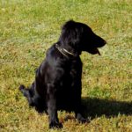 Getarnter Schäferhund