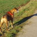 Coco und ihr Schatten