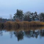 Binsenspiegelung Binsenspiegelung