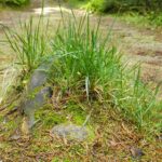 Schönheit in der Wegesmitte