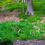 Farnkolonie Farnkolonie