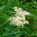 Niedrigwachsender Holunder Niedrigwachsender Holunder