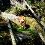 Ist da vorhin ein anderer Hund entlanggelaufen?