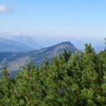 Im Latschengürtel zeigt sich der Zahme Kaiser