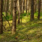 Auf der anderen Seite des Wanderwegs sind die Spuren weniger ausgeprägt