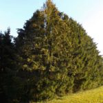 Sind das wirklich mehrere Bäume?