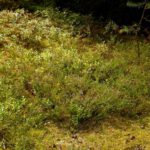 Heidekraut und Heidelbeersträucher