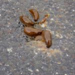 Die fühlten sich hier richtig wohl Die fühlten sich hier richtig wohl