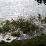 Lichtspiel im Seegras