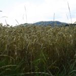 Über-das-Getreide-Blick Über-das-Getreide-Blick