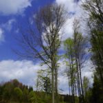 Es knospt und blättert