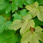 Besuch auf einem sehr jungen Bergahorn Besuch auf einem sehr jungen Bergahorn