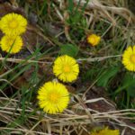 Ihr Hummelchen kommet... Ihr Hummelchen kommet...