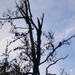 Misteln vor Kondensstreifen