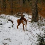 Ich hab doch etwas gehört!?