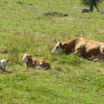 Spielzeug für Coco? Nicht wirklich, denn die Kleinen können ja nicht richtig rennen