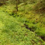 Diesen Abschnitt des Schwarzenbergkanals holt sich die Vegetation zurück