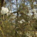 Erste Wildkirschenblüten