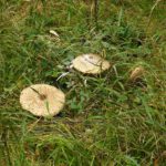 Herrliche Parasole, schade, dass ich keinen Beutel dabeihatte