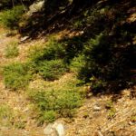 Nachwuchs in lockerer Gruppe