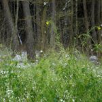 Noch geben sich nicht alle Pflanzen dem Schnee geschlagen