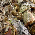 Vergangene und zukünftige Bäume