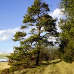 Markante Föhre am Weiterweg
