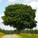 Majestätischer Doppelahorn Majestätischer Doppelahorn