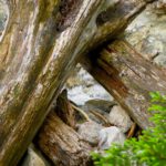 Dreiecksholz mit Durchblick