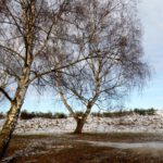 Auch Birken können mächtig sein