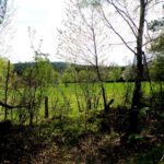 Ehemaliger Todesstreifen, noch früher Dorfgebiet von Plöss / Pleš, jetzt Weideland Ehemaliger Todesstreifen, noch früher Dorfgebiet von Plöss / Pleš, jetzt Weideland