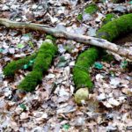 Kurzgeschlossene Wurzeln