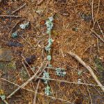 Flechtentransporter Flechtentransporter