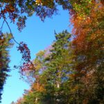 Herbstfarben vor AKW-Himmel