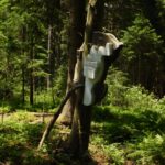 Kunst im Wald