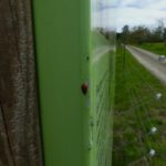 Ladybug oder Ladybird? Wir sind in Bayern, also Marienkäfer!